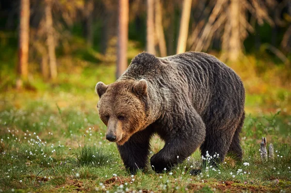 Großer Männlicher Braunbär Wandert Der Finnischen Taiga — Stockfoto