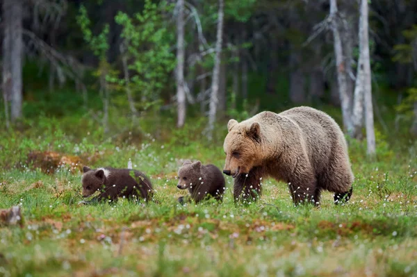 Mamãe Urso Caminha Taiga Finlandesa Com Dois Filhotes Pequenos — Fotografia de Stock