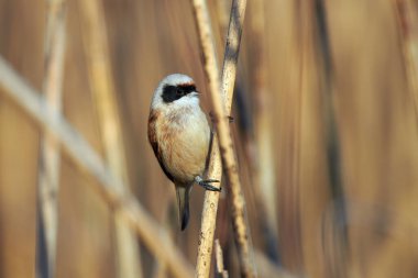 Passirine kuşu (Ramirez pendulinus), bir sazlıkta..