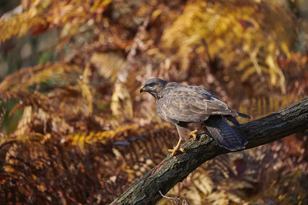 Mäusebussard Buteo Buteo Ein Greifvogel Der Eine Große Vielfalt Gefiedern — Stockfoto