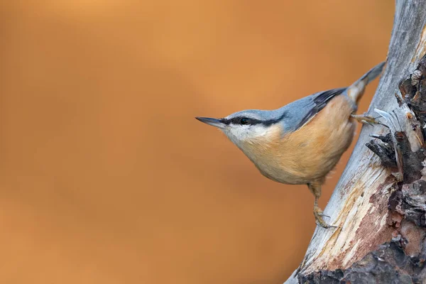 Nuthatch Sitta Europaea Σκαρφαλωμένο Κορμό Λάρυγγα Στις Ελβετικές Άλπεις — Φωτογραφία Αρχείου