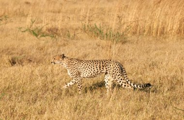 Güzel çita, (Acinonix jubatus) Afrika savanasında yürüyor..