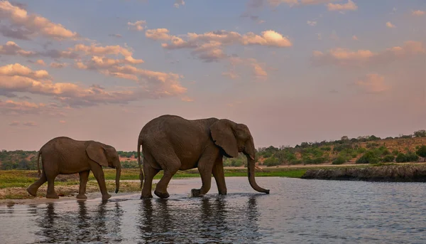 Två Elefanter Vuxen Kvinna Och Hennes Barn Går Längs Flodstranden — Stockfoto
