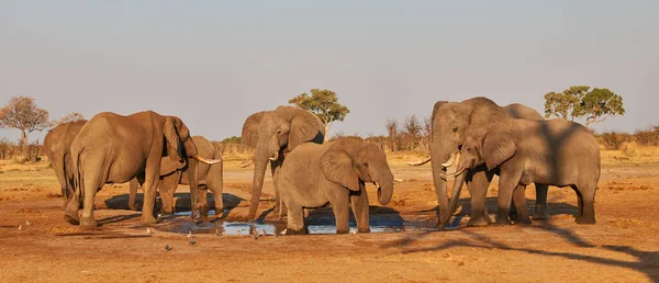 Три Больших Слона Утоляют Жажду Водопоя Парке Бтсвана — стоковое фото