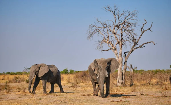 Dos Elefantes Grandes Caminan Sabana Africana Acercan Charco Agua Para — Foto de Stock