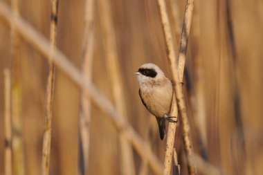The passerine bird Eurasian Penduline tit (Ramirez pendulinus), in a reed.