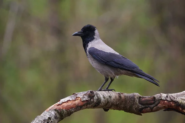 Passerine Bird Eurasian Penduline Tit Ramirez Pendulinus Reed — Stockfoto