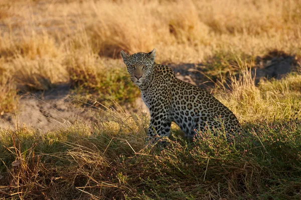 Young Leopard Panthera Pardus Lying Bush Botswana Park — Stock Photo, Image