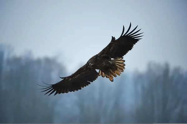 Photos De Aigle En Vol Images De Aigle En Vol Depositphotos