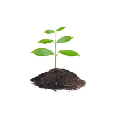 Toprak whitepile içinde izole toprak yığını üzerinde küçük bitki