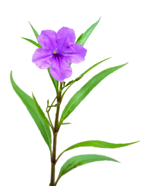一个紫罗兰花上白色孤立 — 图库照片