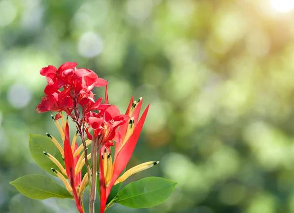 녹색 자연에 빨간 극락조 꽃 — 스톡 사진