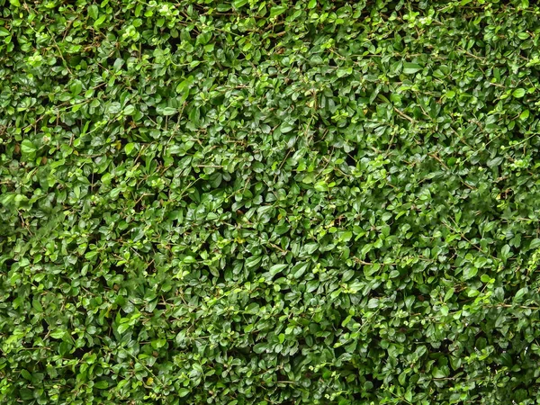 Fondo de hoja verde del árbol del té — Foto de Stock