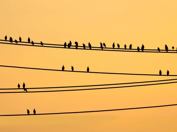 Mynas Vögel sitzen auf Drähten und Sonnenuntergang Himmel — Stockfoto