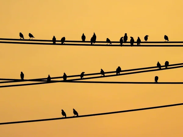 Mynas Vögel sitzen auf Drähten und Sonnenuntergang Himmel — Stockfoto