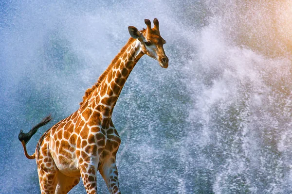 Giraffe running on water splash background — Stock Photo, Image