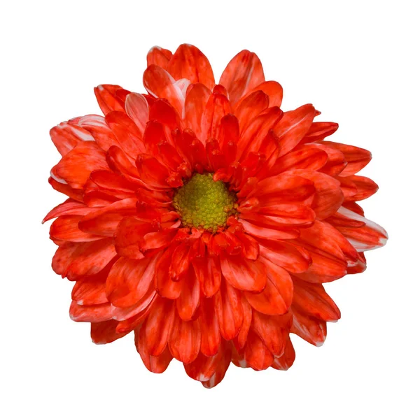 Flor de crisântemo vermelho isolado sobre fundo branco — Fotografia de Stock
