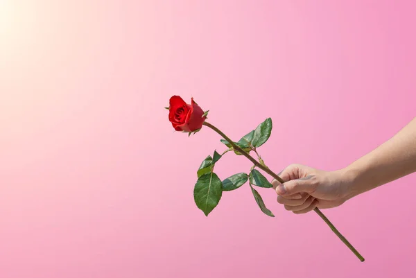 Mão segurando uma única rosa vermelha sobre fundo rosa — Fotografia de Stock