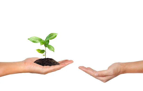 Planta na mão isolada sobre fundo branco — Fotografia de Stock