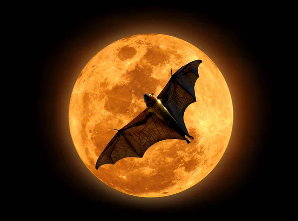 Zorro volador en la luna — Foto de Stock