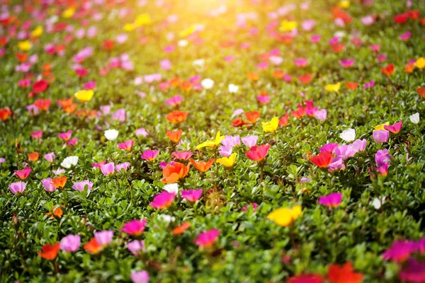 Portulaca eller lilla jättelokan blommor — Stockfoto