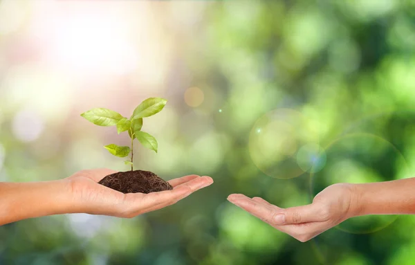 Planta na mão sobre fundo natureza verde — Fotografia de Stock