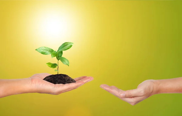 Planta na mão sobre fundo natureza verde — Fotografia de Stock