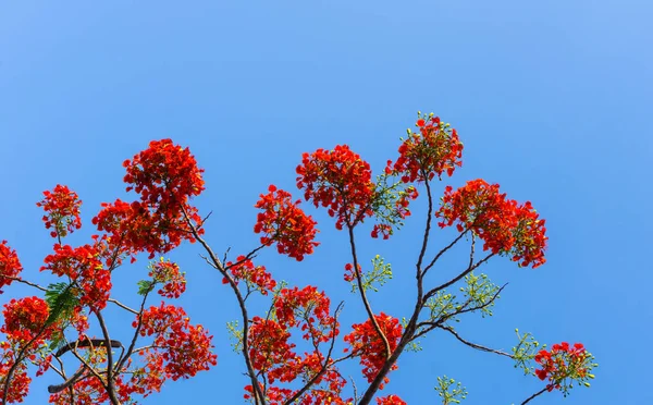 굴모하르 꽃 또는 공작 꽃의 가지 — 스톡 사진