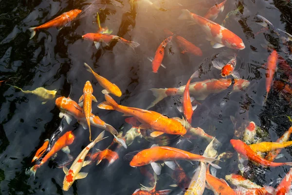 Carpa de lujo o llamado peces Koi nadando en el estanque de la carpa . —  Fotos de Stock