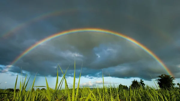 Rainbow in grass field after rain.