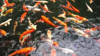 Çok süslü sazan veya denilen Koi balık sazan gölde Yüzme