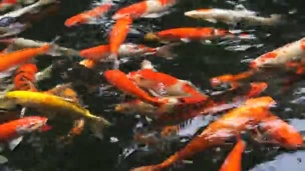 Viele ausgefallene Karpfen oder Koi-Fische schwimmen im Karpfenteich — Stockvideo