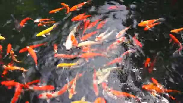 Muchos carpa de lujo o llamado peces Koi nadando en el estanque de la carpa — Vídeo de stock