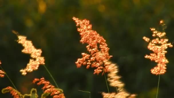 Kommersiell licens röd vild blomma rörelser i vinden - video Hd — Stockvideo