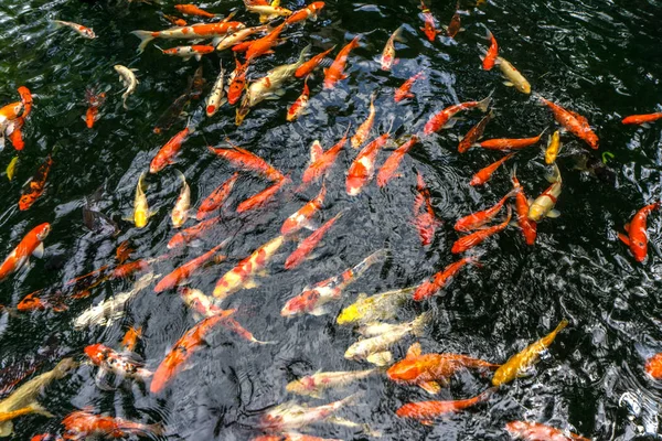 Carpa de lujo o llamado peces Koi nadando en el estanque de la carpa . —  Fotos de Stock