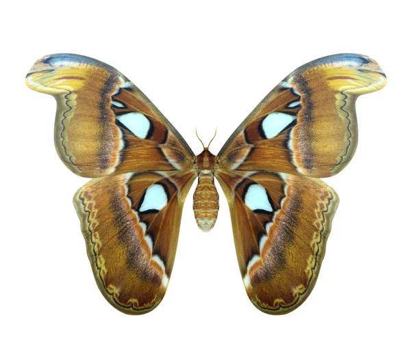 Атласний метелик або атлас Атакуса великий метелик — стокове фото