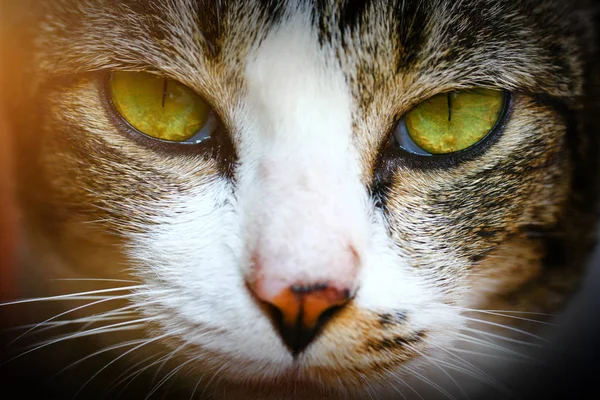 Close-up de cara de gato tailandês Shorthair — Fotografia de Stock