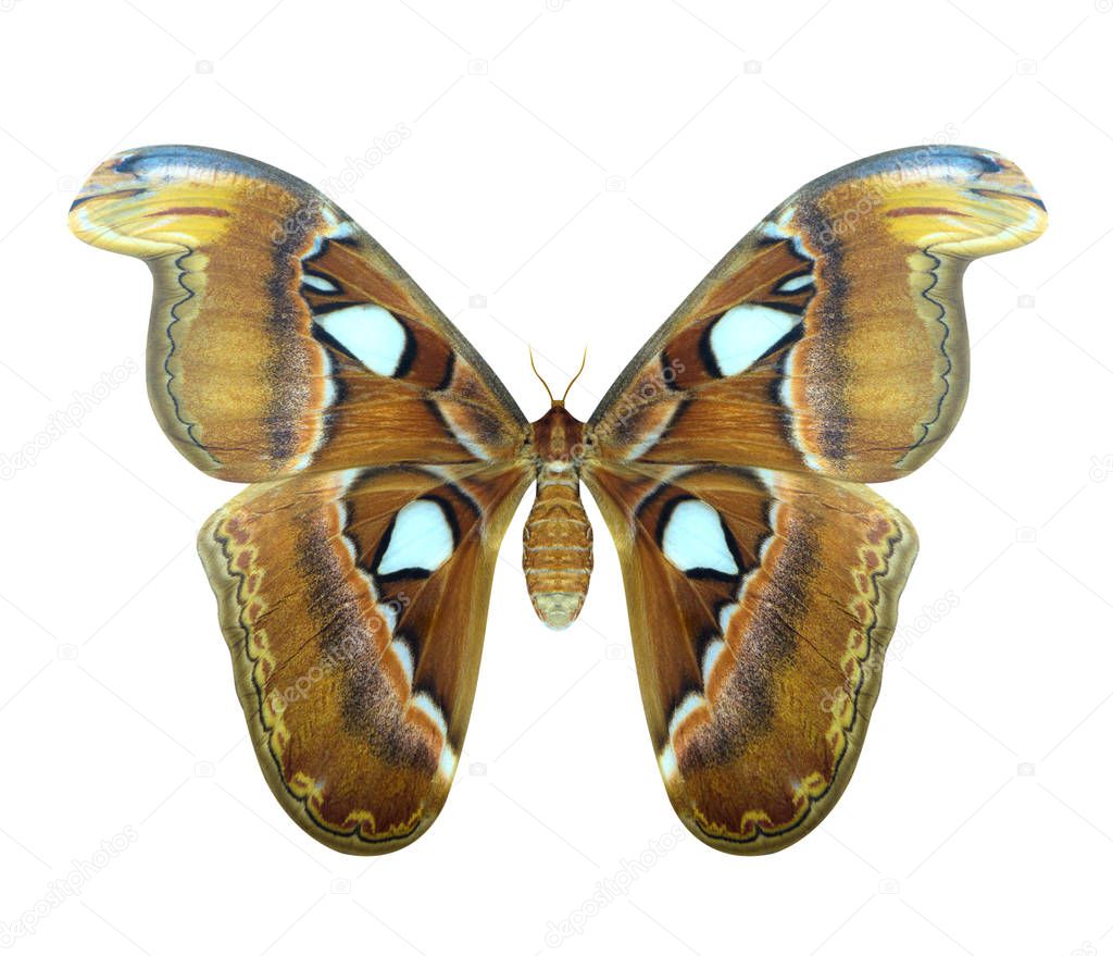Atlas moth or Attacus atlas is a large butterfly