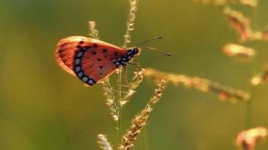 Kelebek Rüzgar video kır çiçeği oturan biri