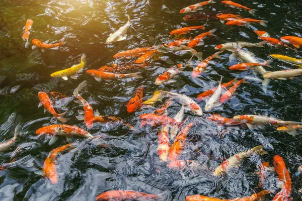 Carpa de lujo o llamado peces Koi nadando en el estanque de la carpa . — Foto de Stock