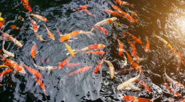 Carpa de lujo o llamado peces Koi nadando en el estanque de la carpa . — Foto de Stock