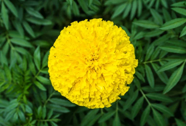 美しいマリーゴールドの花と葉の上面 — ストック写真