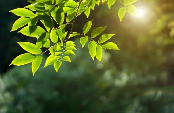 Enfoque selectivo de la rama de hojas verdes frescas en el bokeh verde —  Fotos de Stock