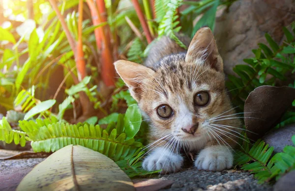 ほとんどのタイ子猫または家および庭の表現で遊ぶタイ猫 — ストック写真