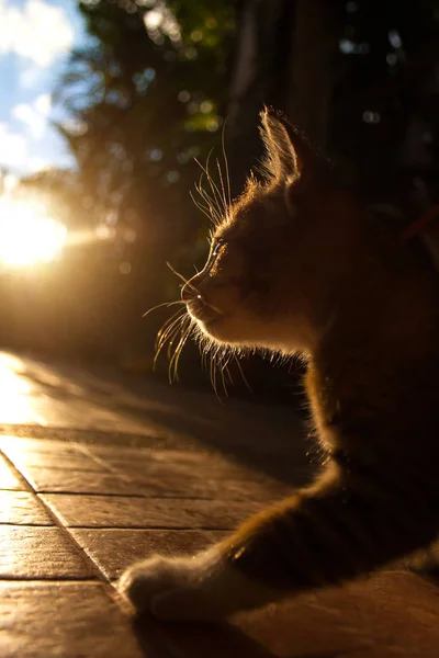 太陽の下ではかなりの猫 — ストック写真