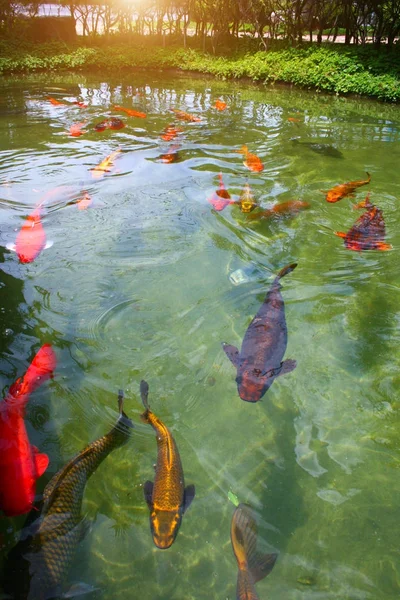 Japanese variegated carps swimming in garden pond