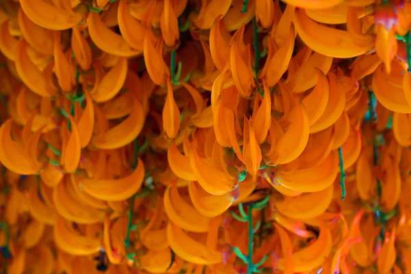 Апельсиновый цветок имени Red Jade Vine или New Guinea Creeper или flo — стоковое фото