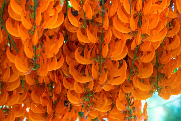 Orange flower of name Red Jade Vine or New Guinea Creeper or flo — Stock Photo, Image