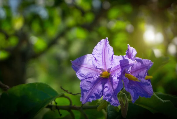 Селективный фокус баклажанов или баклажанов фиолетовых цветов — стоковое фото