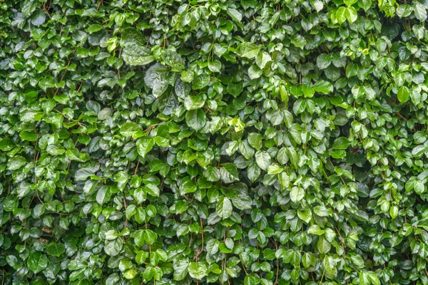 Fondo de hoja verde oscuro — Foto de Stock